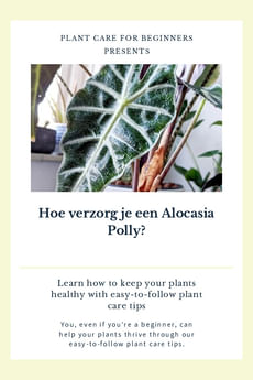 Hoe verzorg je een Alocasia Polly?
