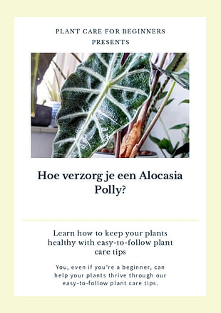 Hoe verzorg je een Alocasia Polly?