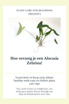 Hoe verzorg je een Alocasia Zebrina?