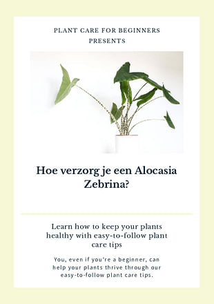 Hoe verzorg je een Alocasia Zebrina?