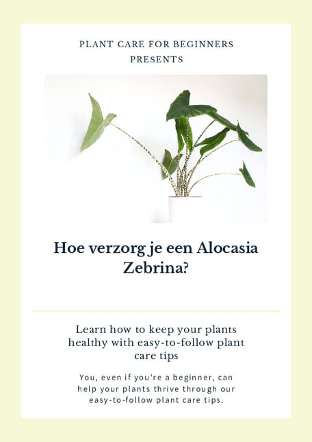 Hoe verzorg je een Alocasia Zebrina?