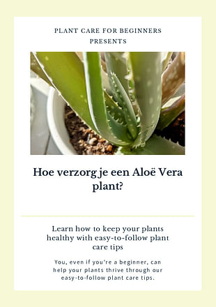 Hoe verzorg je een Aloë Vera plant?