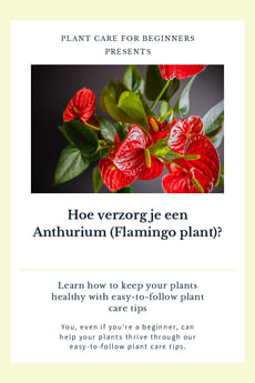 Hoe verzorg je een Anthurium (Flamingo plant)?