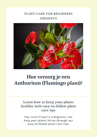 Hoe verzorg je een Anthurium (Flamingo plant)?