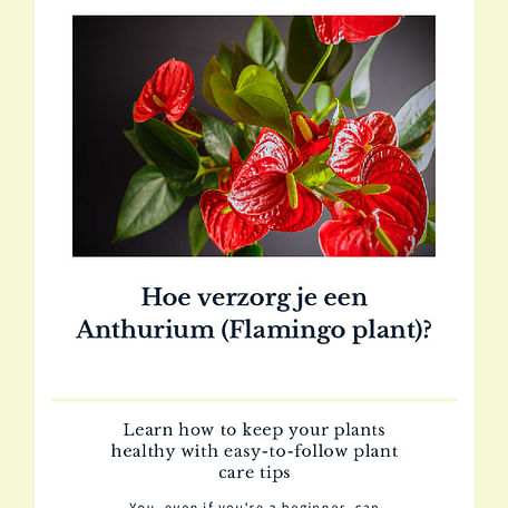 Hoe verzorg je een Anthurium (Flamingo plant)?