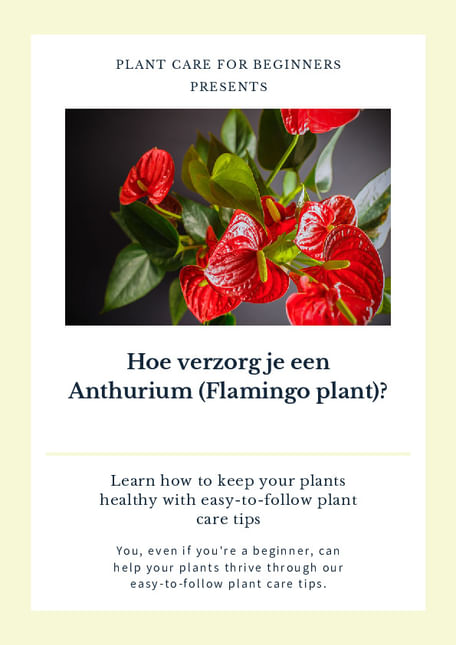 Hoe verzorg je een Anthurium (Flamingo plant)?