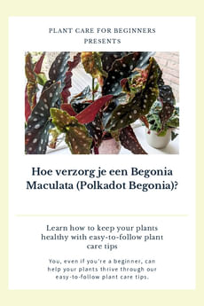 Hoe verzorg je een Begonia Maculata (Polkadot Begonia)?