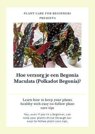 Hoe verzorg je een Begonia Maculata (Polkadot Begonia)?