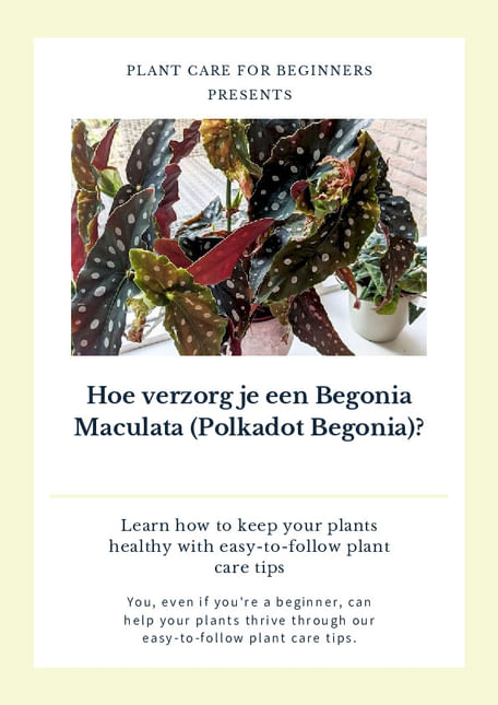 Hoe verzorg je een Begonia Maculata (Polkadot Begonia)?