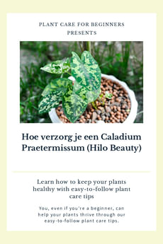 Hoe verzorg je een Caladium Praetermissum (Hilo Beauty)