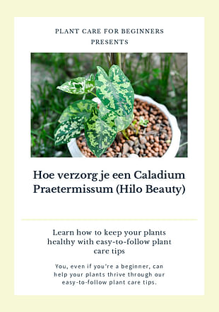 Hoe verzorg je een Caladium Praetermissum (Hilo Beauty)