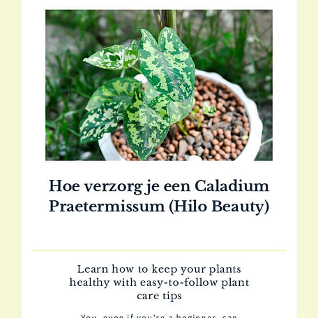 Hoe verzorg je een Caladium Praetermissum (Hilo Beauty)