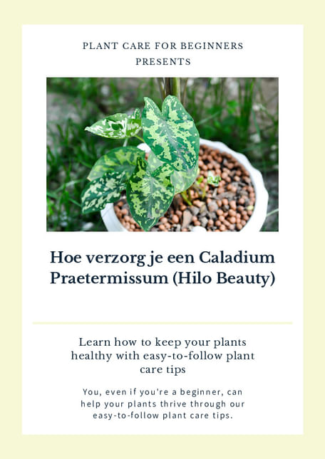 Hoe verzorg je een Caladium Praetermissum (Hilo Beauty)