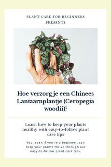 Hoe verzorg je een Chinees Lantaarnplantje (Ceropegia woodii)?