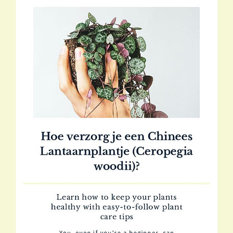 Hoe verzorg je een Chinees Lantaarnplantje (Ceropegia woodii)?