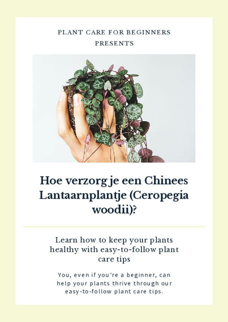 Hoe verzorg je een Chinees Lantaarnplantje (Ceropegia woodii)?