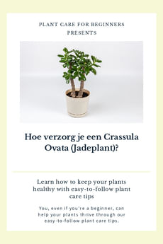 Hoe verzorg je een Crassula Ovata (Jadeplant)?