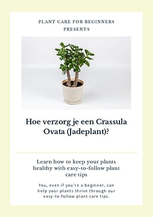 Hoe verzorg je een Crassula Ovata (Jadeplant)?