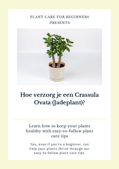 Hoe verzorg je een Crassula Ovata (Jadeplant)?