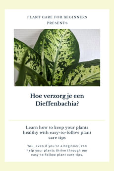 Hoe verzorg je een Dieffenbachia?