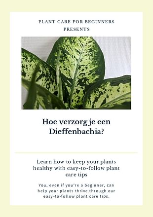 Hoe verzorg je een Dieffenbachia?