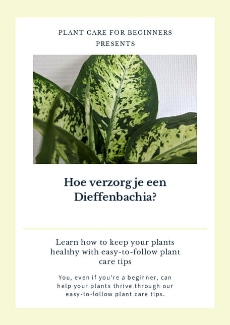Hoe verzorg je een Dieffenbachia?