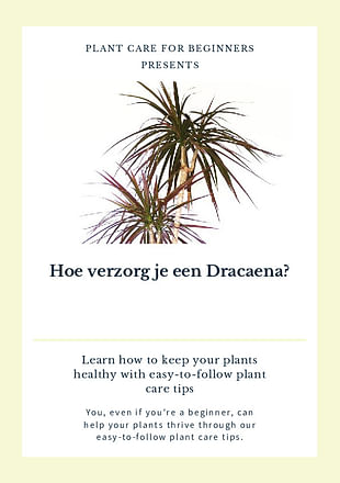 Hoe verzorg je een Dracaena?