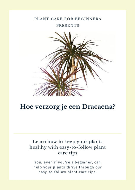 Hoe verzorg je een Dracaena?