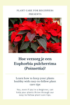 Hoe verzorg je een Euphorbia pulcherrima (Poinsettia)?