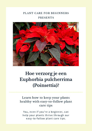 Hoe verzorg je een Euphorbia pulcherrima (Poinsettia)?