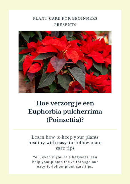 Hoe verzorg je een Euphorbia pulcherrima (Poinsettia)?