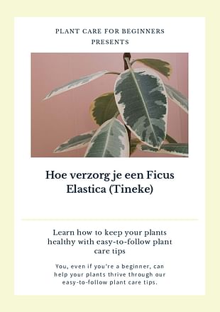 Hoe verzorg je een Ficus Elastica (Tineke)