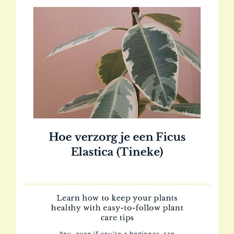 Hoe verzorg je een Ficus Elastica (Tineke)