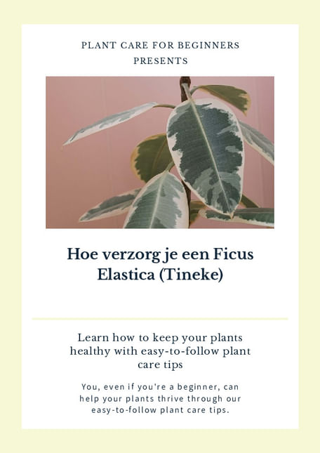 Hoe verzorg je een Ficus Elastica (Tineke)