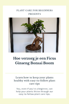 Hoe verzorg je een Ficus Ginseng Bonsai Boom