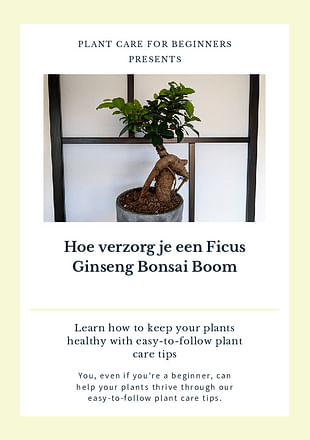 Hoe verzorg je een Ficus Ginseng Bonsai Boom