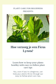 Hoe verzorg je een Ficus Lyrata?