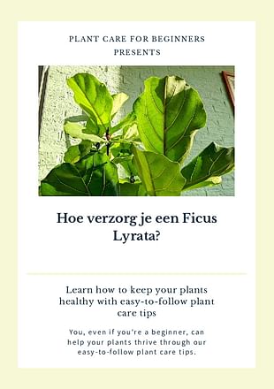 Hoe verzorg je een Ficus Lyrata?