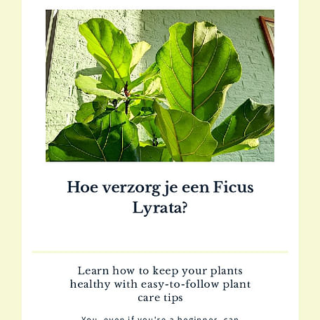 Hoe verzorg je een Ficus Lyrata?