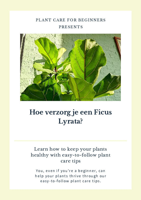 Hoe verzorg je een Ficus Lyrata?