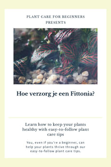 Hoe verzorg je een Fittonia?