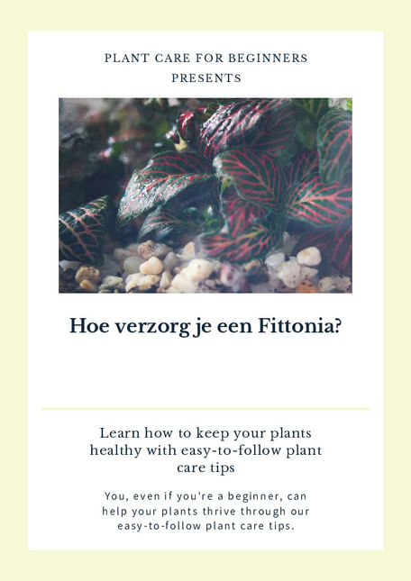 Hoe verzorg je een Fittonia?