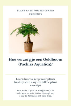 Hoe verzorg je een Geldboom (Pachira Aquatica)?