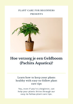 Hoe verzorg je een Geldboom (Pachira Aquatica)?
