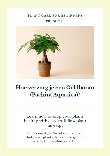 Hoe verzorg je een Geldboom (Pachira Aquatica)?