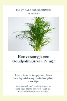 Hoe verzorg je een Goudpalm (Areca Palm)?