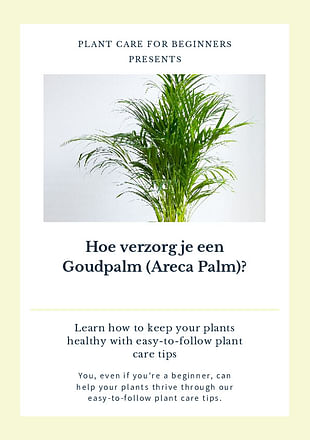 Hoe verzorg je een Goudpalm (Areca Palm)?