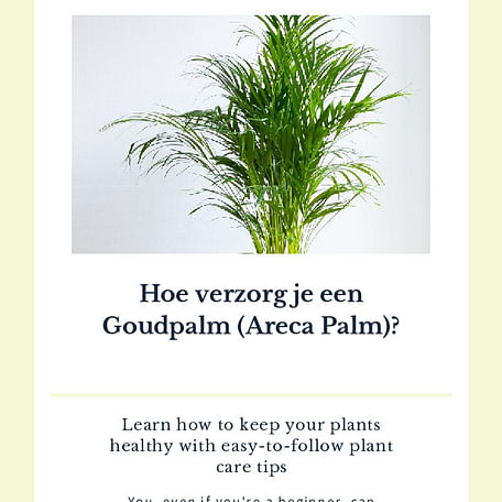 Hoe verzorg je een Goudpalm (Areca Palm)?