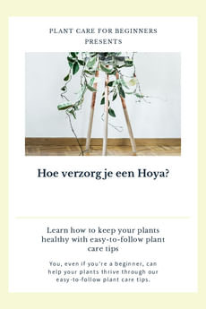 Hoe verzorg je een Hoya?