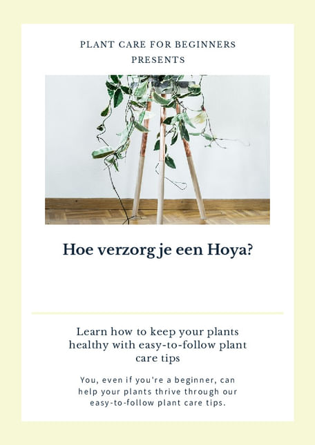 Hoe verzorg je een Hoya?